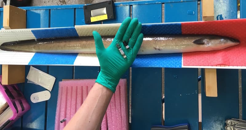 Märkning av ål.jpg