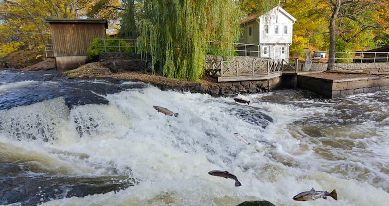 Uppföljning av återvandrande lax
