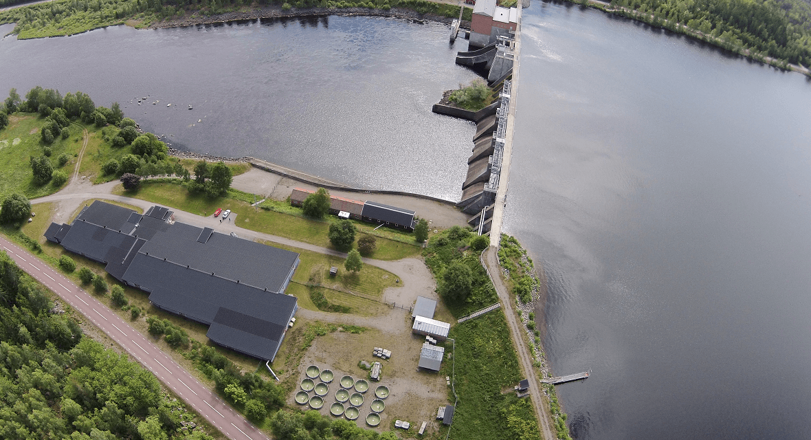 Vattenkraftens kompensationsodling