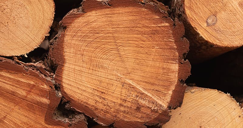 Webbinarium skog.jpg