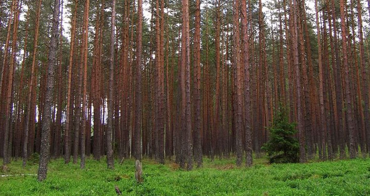 Fossil_fri 800x424.jpg