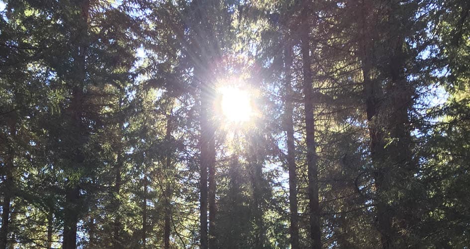 Skog i motljus.jpg (1)