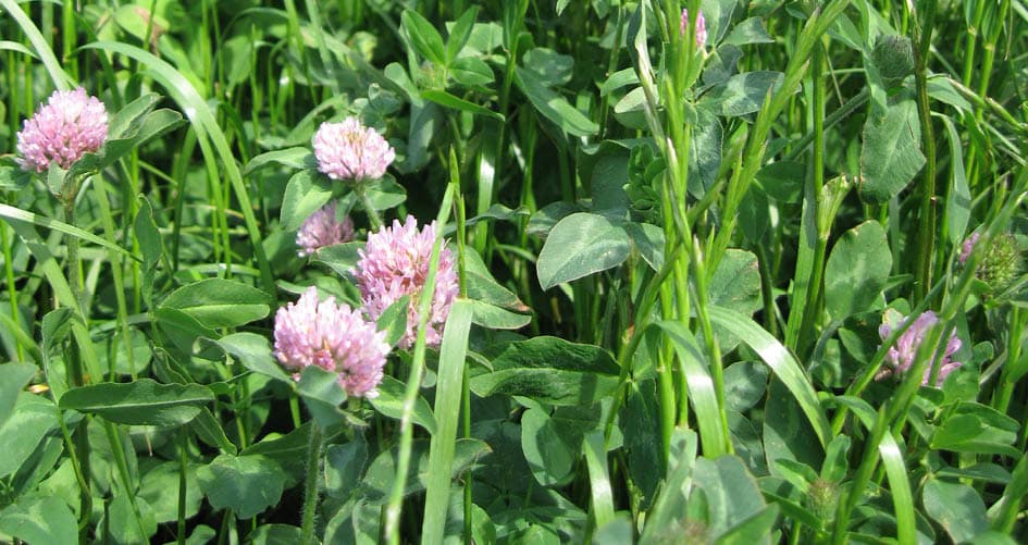 bild-grass-for-biogas-2016_280 kopia.jpg