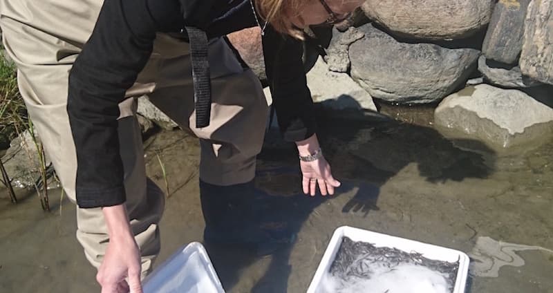 Sara S sätter ut ål