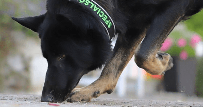 Sökhunden Jeckov Foto Jeanette Edsjö