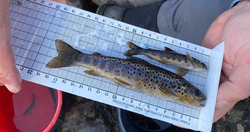 Bild Till Webben (1)