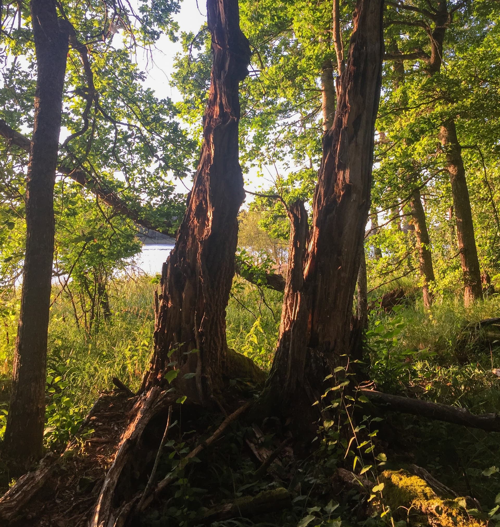 Bild till webben 2025-1119