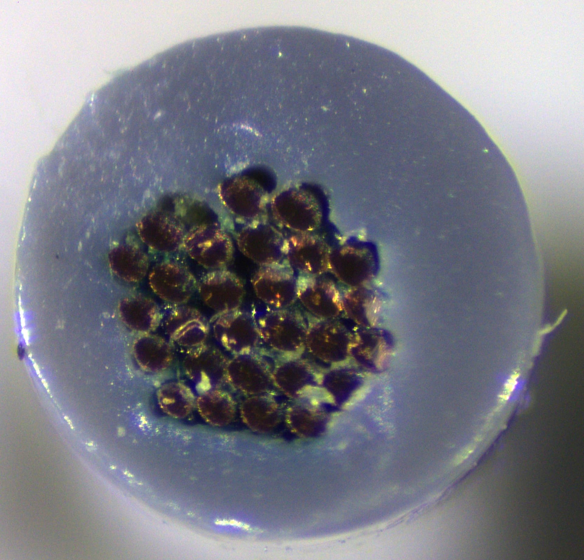 Bild till webben 2025-1122