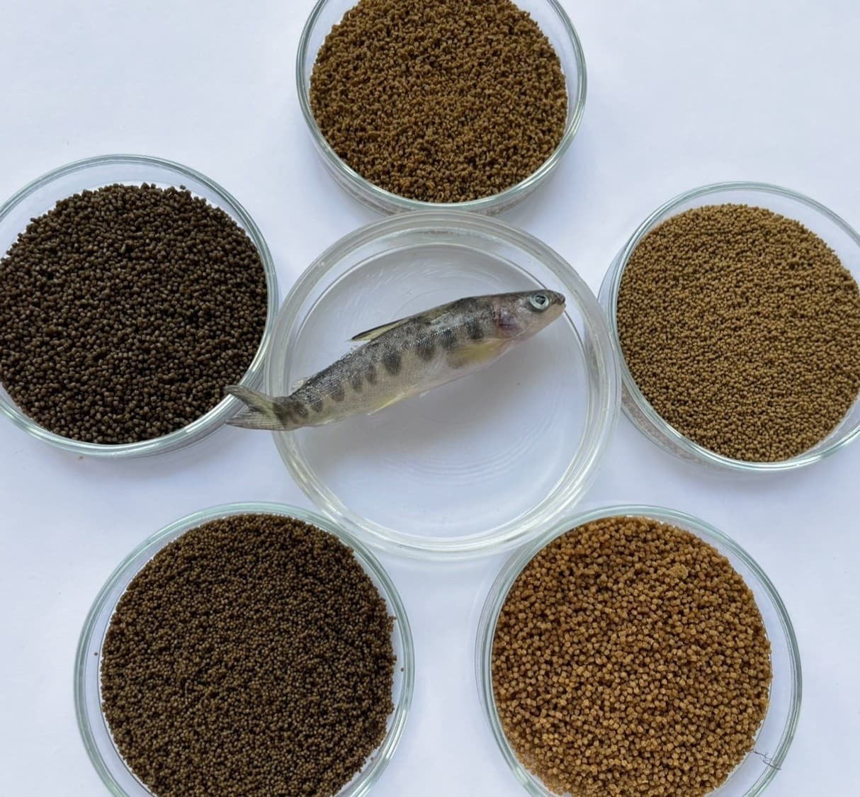 Foderblomma 2025-1146