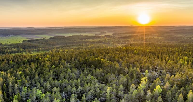 Konkurrensen Om Svenska Skogsråvaran