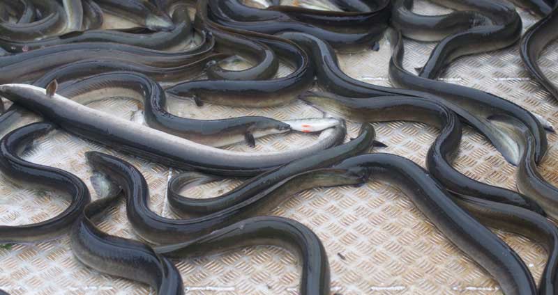 Maskininlärning Och Funktionella Åtgärder För Den Akut Hotade Ålen