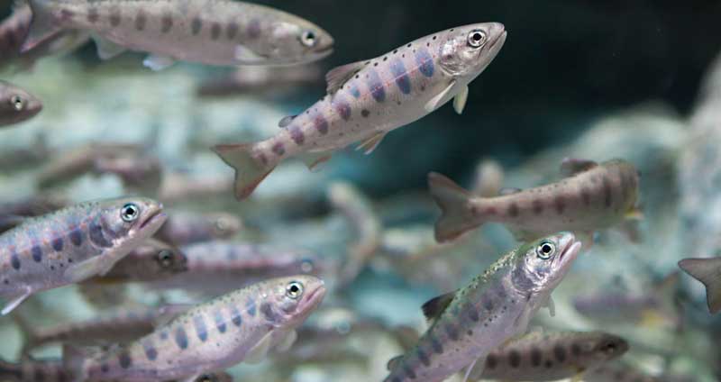 Miljöanpassade Intag Och Kostnadseffektiva Åtgärder Vid Omprövning Av Vattenkraftverk