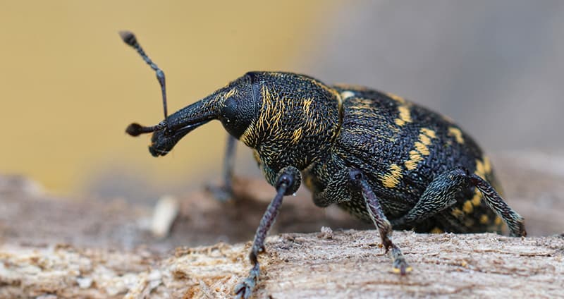 2025 1100 Bild Webben