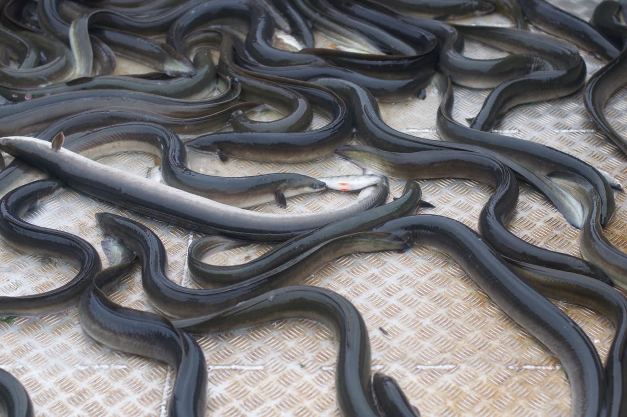 Ålseminarium 11 dec