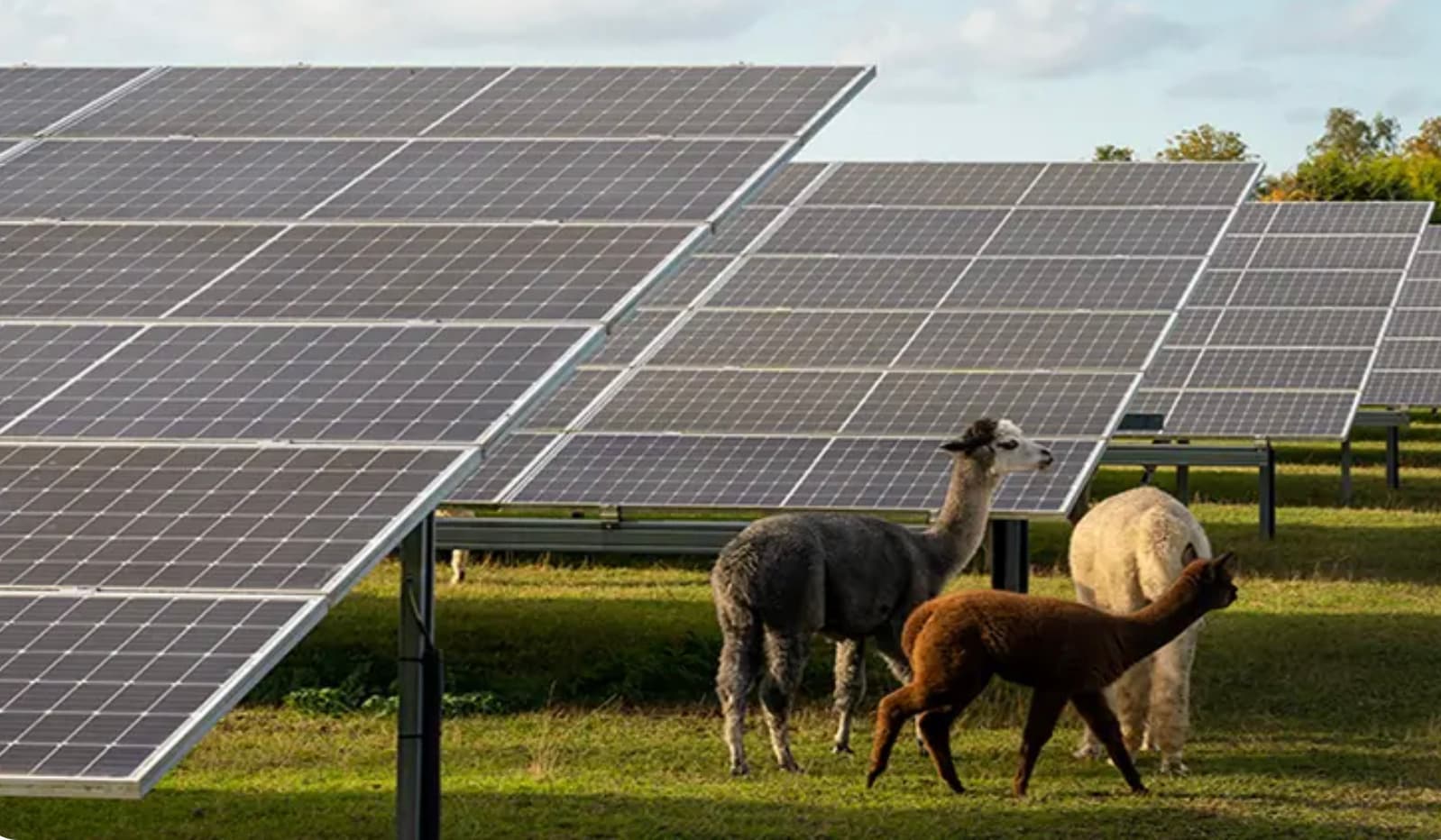 Solve energimyndigheten