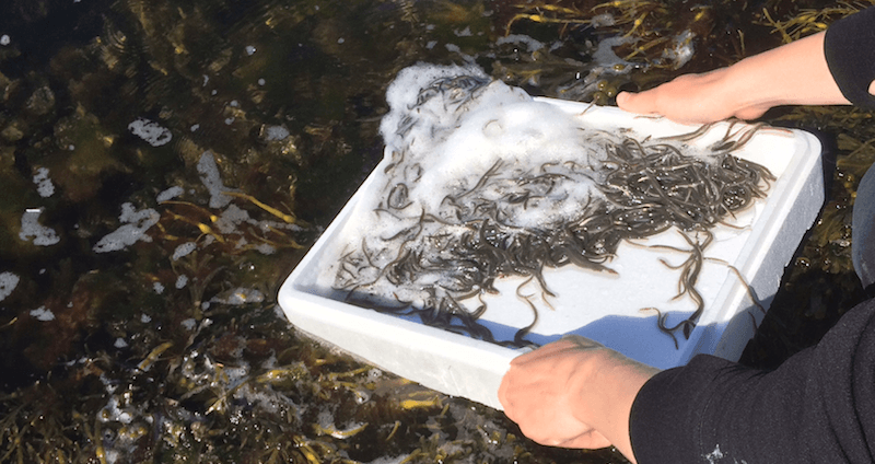 Krafttag ål ålutsättning.png