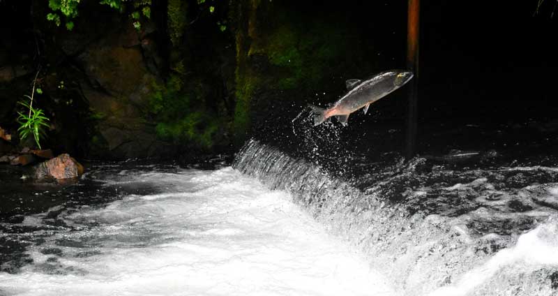 Increasing Downstream Passage Efficiency For Re Spawners Adding Telemetry